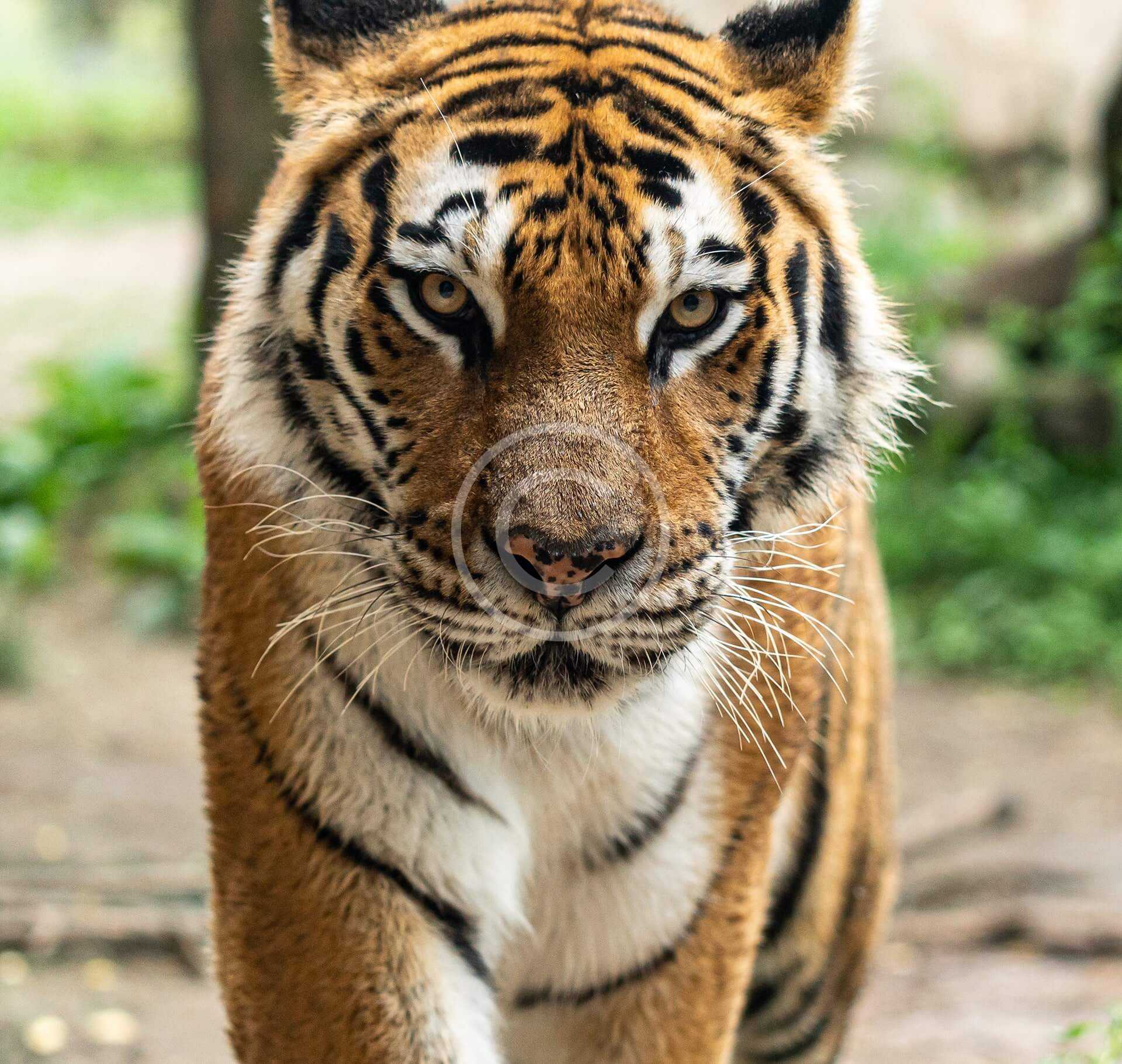 Tiger At Busch Gardens In Florida Euthanized After ‘Interaction’ With Her Brother