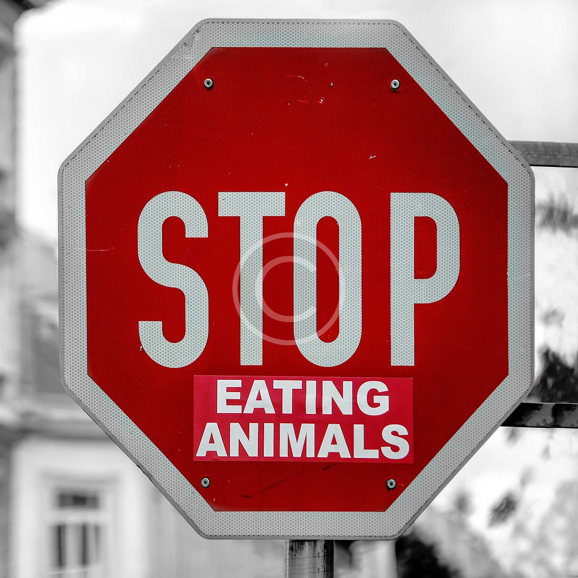 By Going Vegan, You Will Also Have a Huge Impact on the Environment